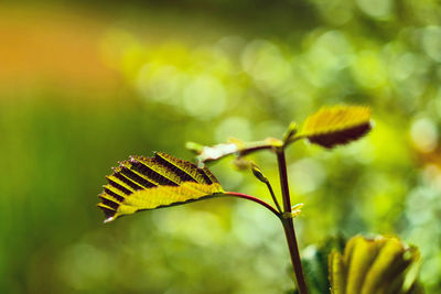Close-up of yellow flowering plant leaves