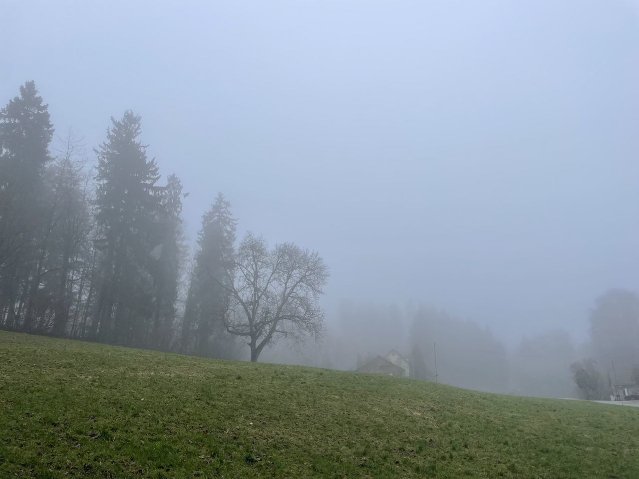 plant, fog, mist, tree, morning, environment, land, landscape, nature, grass, beauty in nature, sky, tranquility, hill, scenics - nature, tranquil scene, no people, field, forest, green, haze, sunlight, non-urban scene, rural scene, winter, meadow, outdoors, cold temperature, idyllic, day, rural area, natural environment, growth