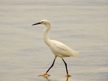 White bird on a beach