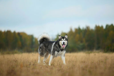 Dog running in a field