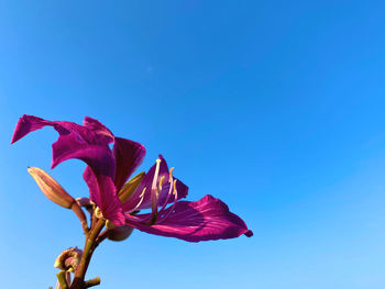 Low angle view of pink flower against blue sky