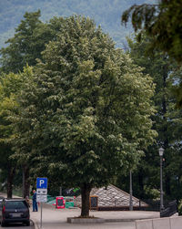 Trees against sky