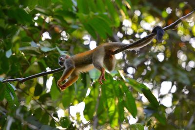 Low angle view of monkey sleeping on tree