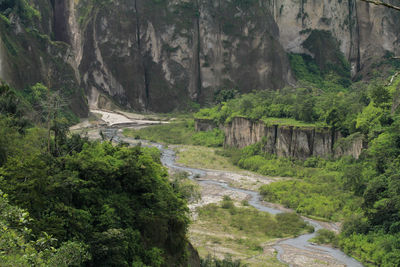 Scenic view of plants and trees in forest