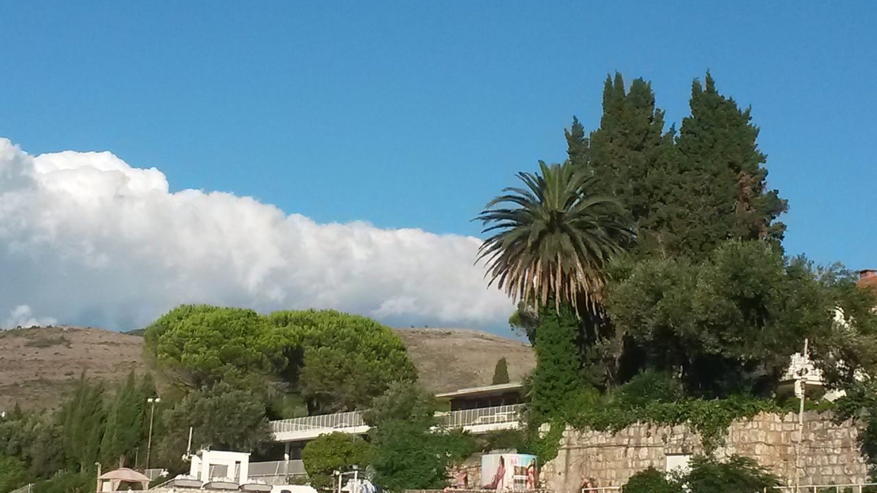 tree, palm tree, outdoors, day, cloud - sky, sky, nature, no people