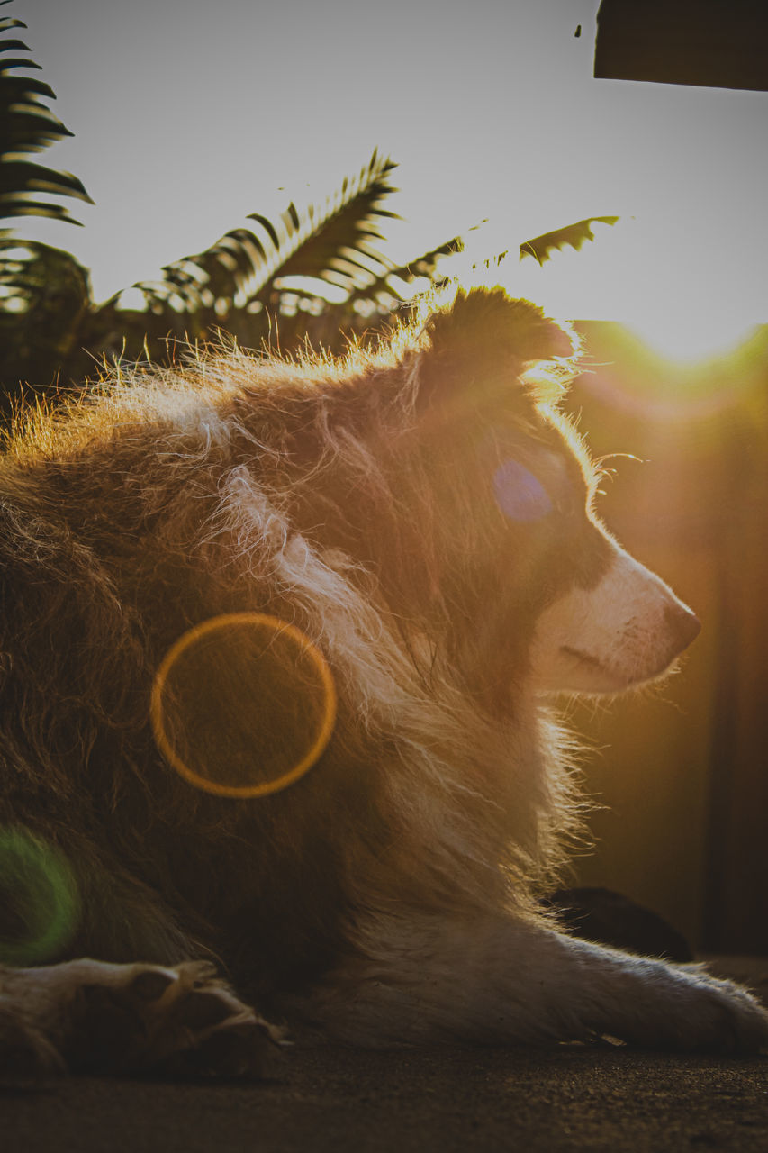 animal, mammal, animal themes, one animal, nature, dog, carnivore, sunlight, plant, tree, sky, domestic animals, no people, pet, animal wildlife, outdoors, lens flare