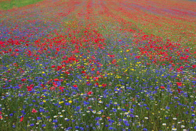 Full frame shot of multi colored flowering plants on field