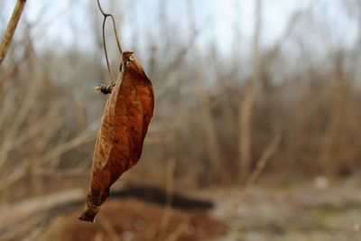 Close-up of wilted plant during winter