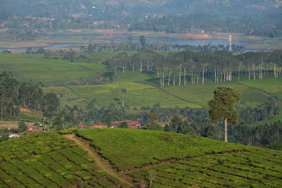 High angle view of agricultural field