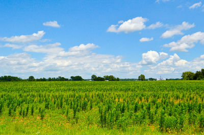 Scenic view of field against cloudy sky