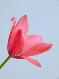 Close-up of pink flower against white background