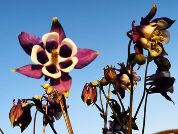 Low angle view of flowering plants against clear sky