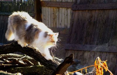 Close-up of dilute calico maine coon cat on wood