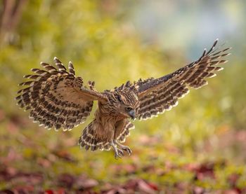 Close-up of bird