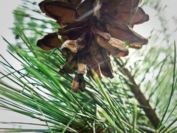 Low angle view of plant