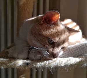 Close-up of a cat resting at home