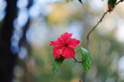 Close-up of red flower blooming outdoors