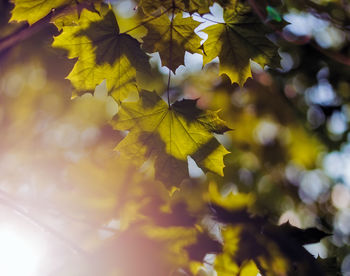 Low angle view of maple tree on sunny day