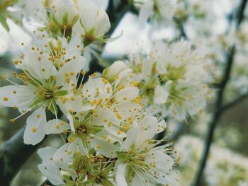 Close-up of white flowers