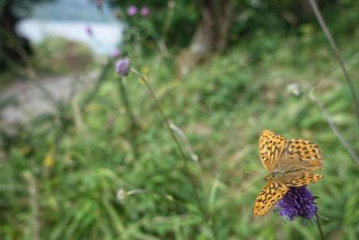 Close-up of butterfly on flower