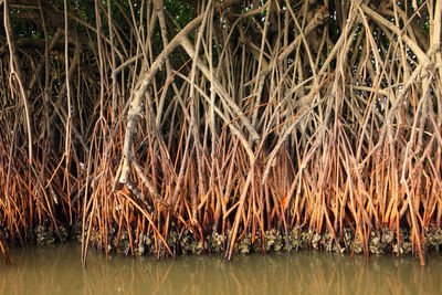 Full frame shot of dry plants in lake