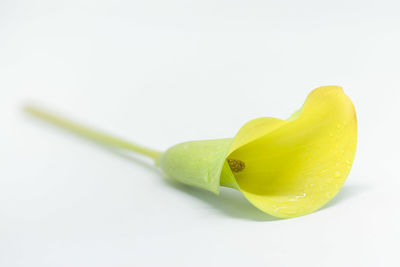 Close-up of fruit against white background