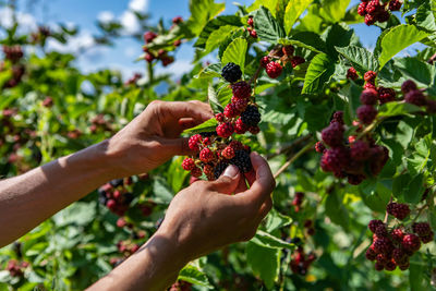 Close-up of hand holding berries growing on plant