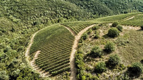 High angle view of corn field