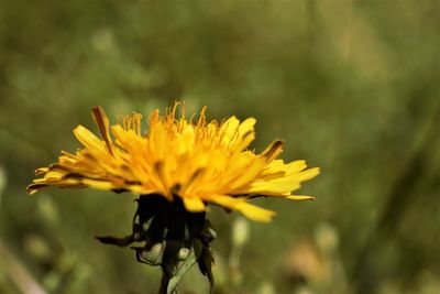 Close-up of yellow flowering plant on field