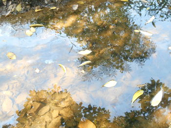 Reflection of trees in water