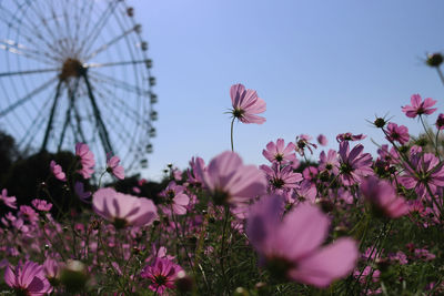 Low angle view of pink flowering plants against sky