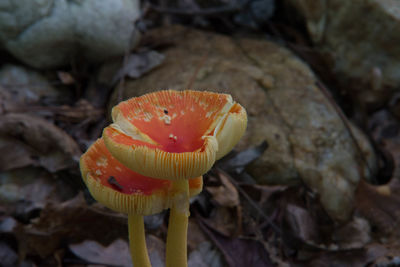 Close-up of mushroom growing on field