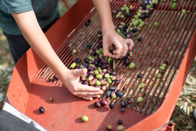 Crop unrecognizable kid separating black and green olives after harvesting in countryside