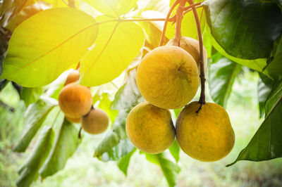 Close-up of fruits on tree