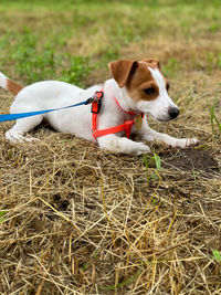 Close-up of jack russel  terrier on field
