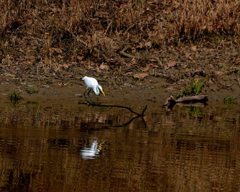 High angle view of gray heron on lake