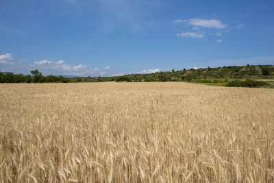 Scenic view of field against blue sky