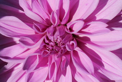 Close-up of pink dahlia