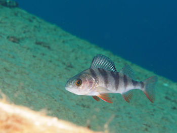 Perch fish swimming under water in freshwater lake. fish swimming in lake
