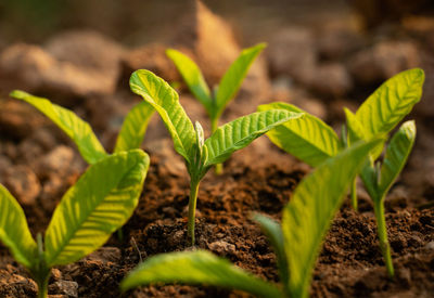 Close-up of small plant growing on field