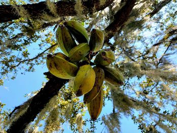 Low angle view of fruits growing on tree