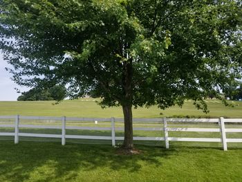 Trees on field