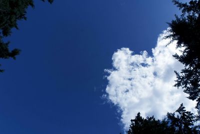 Low angle view of trees against blue sky