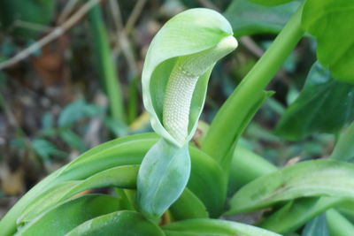 Close-up of green plant