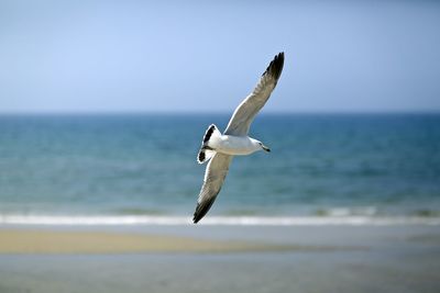 View of seagull flying over beach 