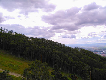 Trees on field against sky