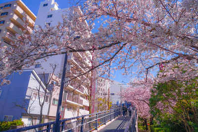 Low angle view of cherry blossoms against sky