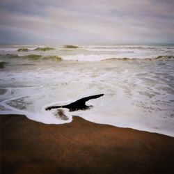 Rear view of man on beach