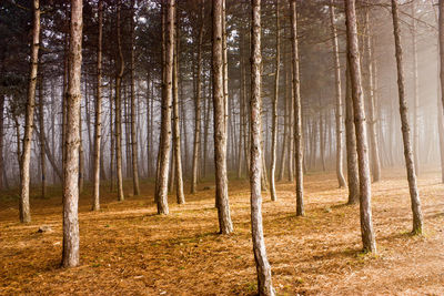 Path between trees with fog,northern caucasus.