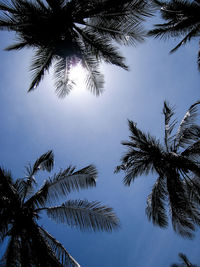 Low angle view of palm tree against clear sky